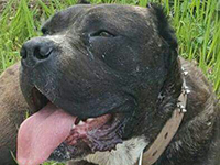 cane corso tigrato